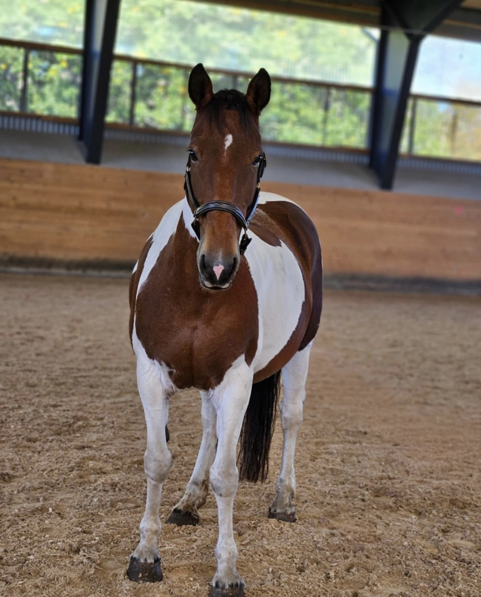 Lady - OUR FRENCHPARK LADY