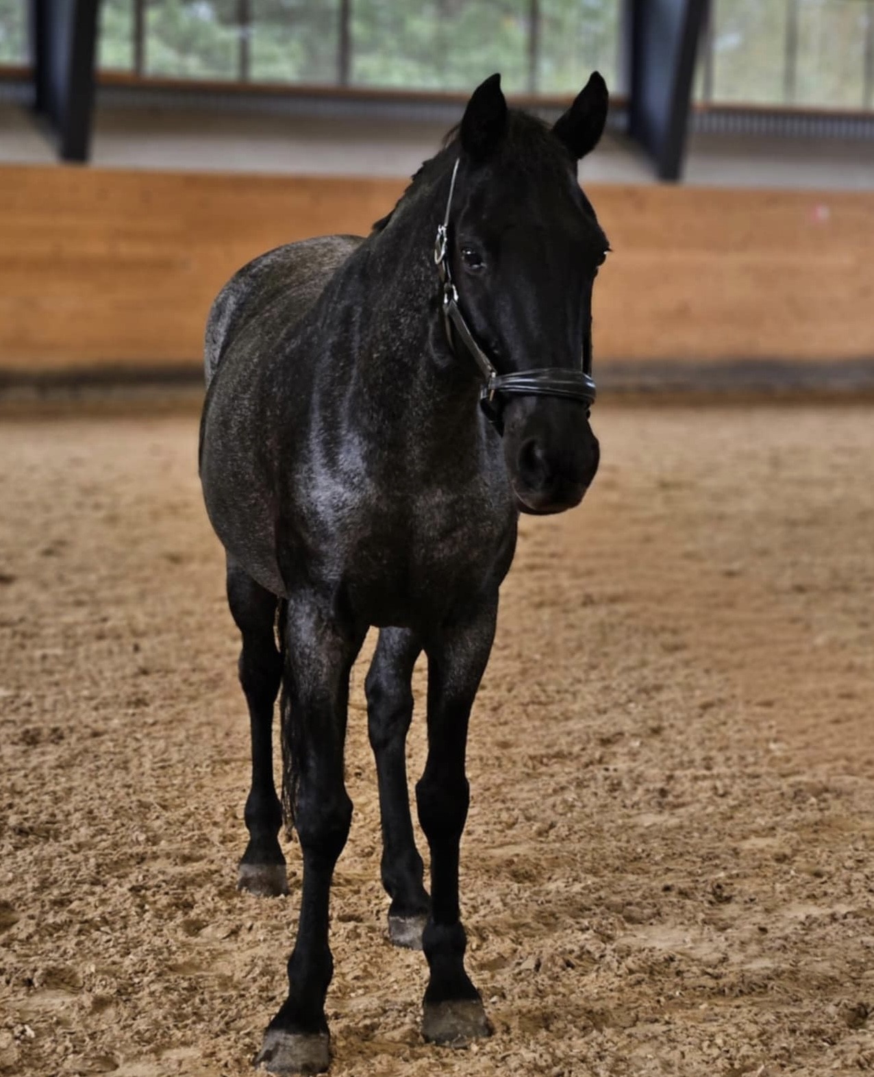 PEPPE - PEPOLOS GIFT